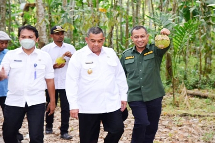 Wagubri Edy Natar Temani Dirjen PHTP Tinjau Kebun Buah-buahan, 'yang Hidup Subur Dilahan Gambut' 