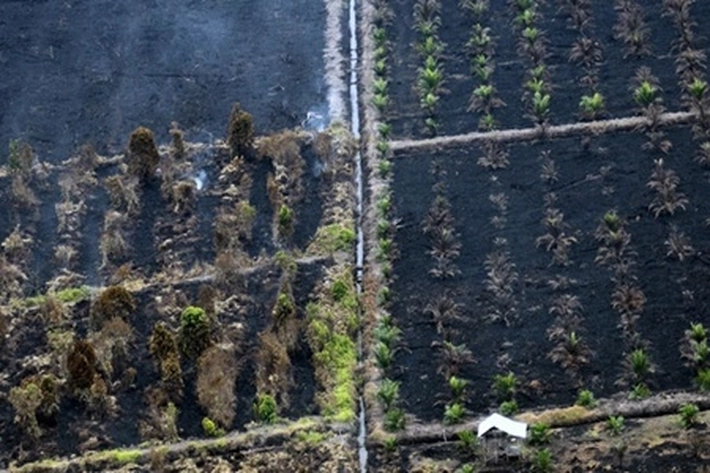 Kebun Kelapa Sawit di Siak Beralih Fungsi Jadi Sawah, 'karena Lebih Menguntungkan'