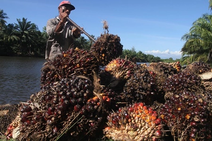 Kabar Baik Buat Petani Riau, 'Harga Sawit Menguat Lagi'