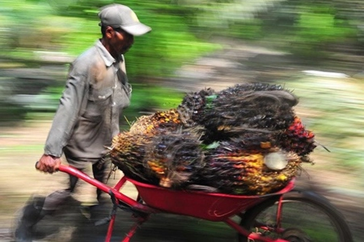 Harga Sawit Riau Naik Lagi Jadi Rp2.551 per Kg