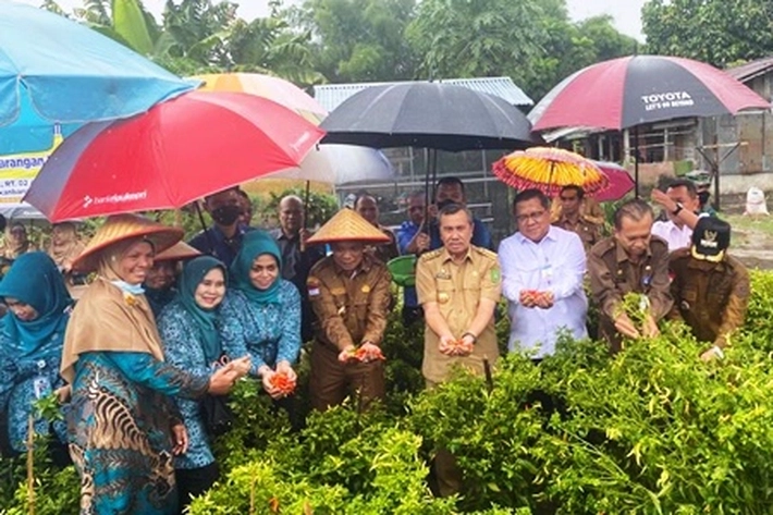 BI dan TPID Riau Sebar 65 Ribu Bibit Cabai, 'untuk Kembangkan Gerakan Menanam Dipekarangan'