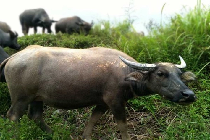 Penyakit Ngorok Jangkiti Kerbau di Kampar, 'yang juga Bisa Menimbulkan Kematian'
