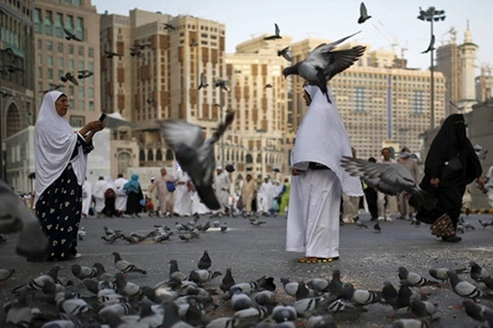 Dibalik Banyaknya Burung Merpati di Mekah dan Madinah