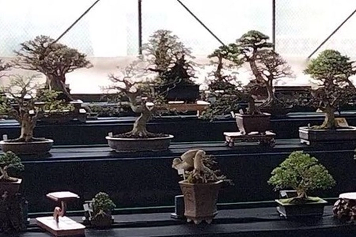 Pameran dan Kontes Tanaman Bonsai Digandrungi Warga, 'Juga Dicintai Hingga Luar Kota'