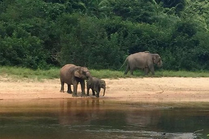 Sejak 1980 jaga Taman Nasional Teso Nilo, Kades Tansi Sitorus: 'Warga Juga Ikut Menghijaukan Hutan yang Sudah Tergerus'