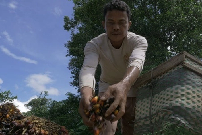 Pemerintah Dukung Kemitraan Petani Swadaya dengan Perusahaan Sawit, 'yang Juga akan Dibentuk Perda Agar Berjalan Efektif'