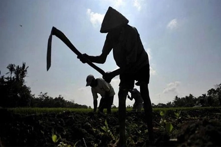 Dana Sarpas Masih Minim Diterima Petani Sawit Rakyat, 'Sejak Digelontorkannya Program BPDPKS ke Riau'