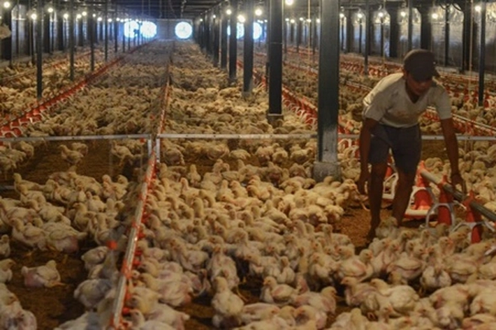Di Saat Peternak Hadapi Harga Ayam Murah, 'Situasi jadi Sulit karena Perusahaan Besar tak Tertandingi'