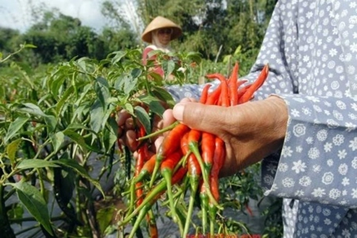 Harga Cabai Pernah Menyaingi Harga Daging, 'Petani Kelimpungan karena Meroket Cukup Tajam'