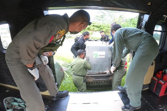 TNI AU Gunakan Helikopter Superpuma Bantu KSDA Pelepasan Harimau Sumatera