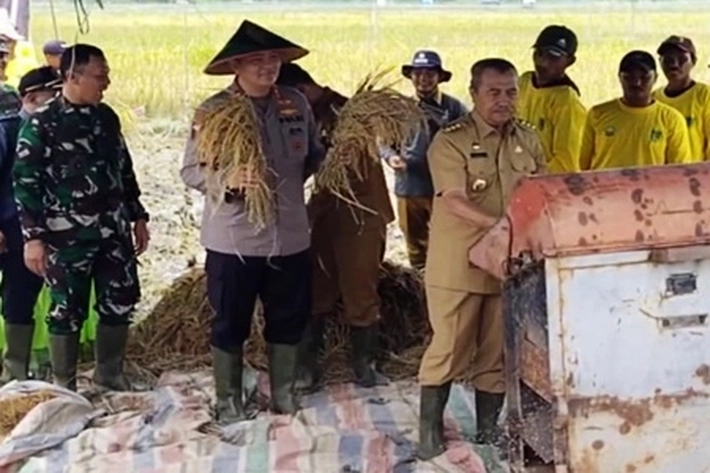 Gubernur Riau, Danrem dan Kapolda Panen Raya Padi di Rohil
