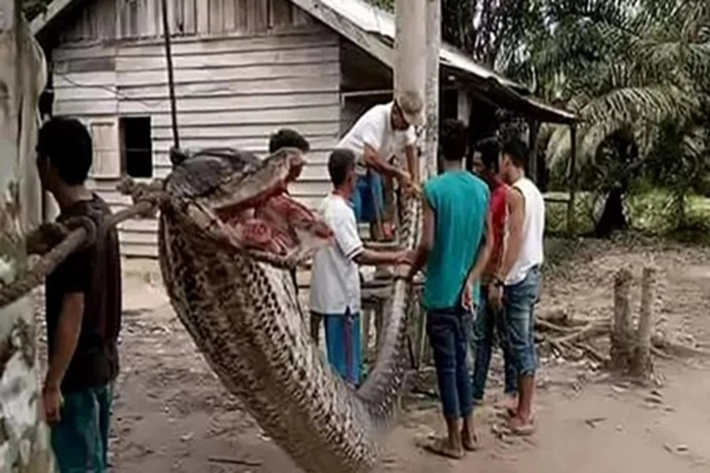 Ular Piton Telan Ibu Penyadap Karet, Bagaimana Hewan Melata Bisa Menelan Manusia Utuh?