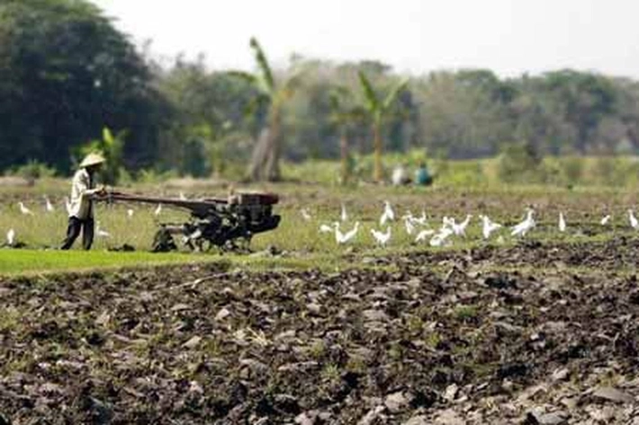Kicauan Burung Bisa Merasa Lebih Tenang, 'Bukan Cuma Bagus Tapi Juga Berguna untuk Orang Depresi'