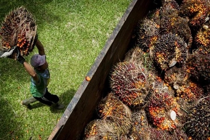 Musim Mas Dukung Program Penyuluhan Pekebun Kelapa Sawit, 'yang Sudah Diwajibkan Bagi Pemegang ISPO'