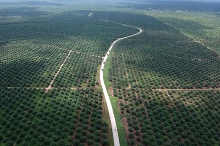 Komisi III DPR RI Temukan 80 Perusahaan Perkebunan Sawit Terindikasi di Kawasan Hutan, Mardianto Manan: 'Bukti Kuatnya Kuasa Pusat di Daerah'