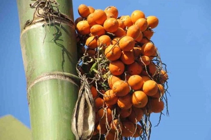 Bisnis Pinang Masih Menjanjikan di Riau, 'Bisa dapat Hasil Sangat Menguntungkan'