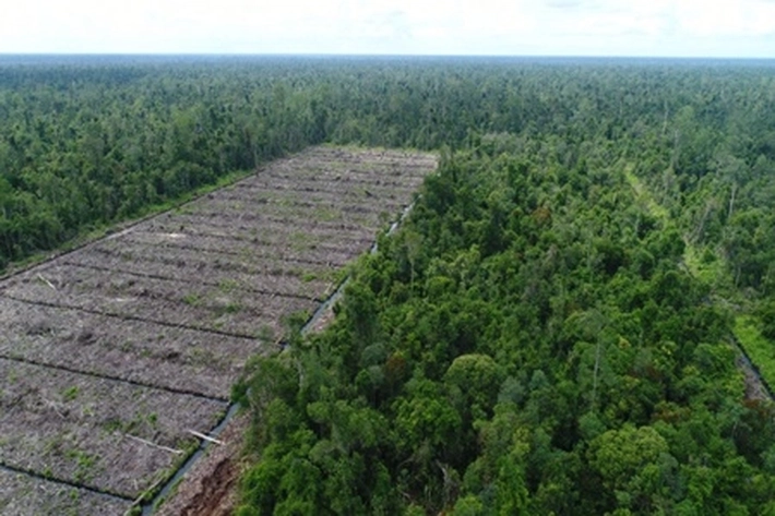 Perambah Hutan Berlindung di Balik UU Cipta Kerja, Ahli Hukum: 'Pembuataan UU Baru atau Melakukan Revisi?'