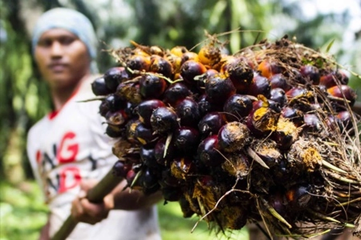 Dana BOTL Sawit Masih Disoal akan jadi 'Ledakan Hebat', Apkasindo: 'Buktinya Kesejahteraan Petani Rata-rata Memprihatinkan'