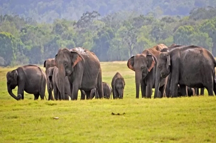 Angka Tertinggi Kematian Gajah Terjadi di Sri Langka, 'karena Akibat Aktivitas Manusia'