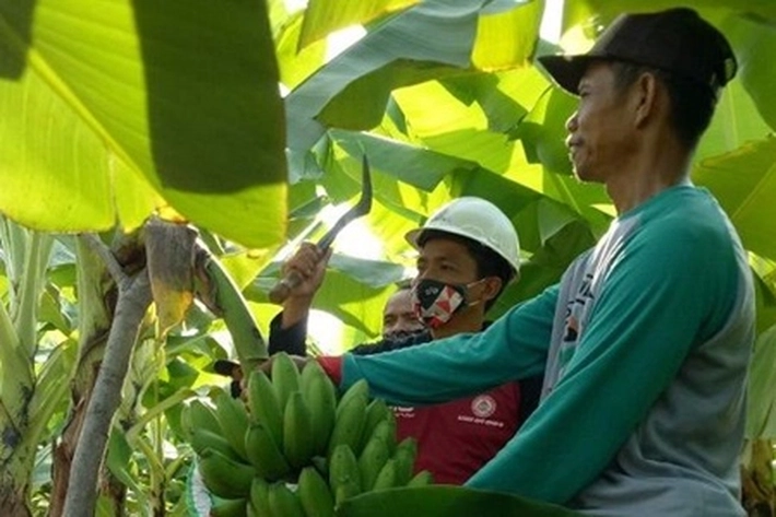 Makanan Ringan yang Memikat Mengembara Jauh dari Asalnya, Apakah akan Terjadi Kiamat Pisang?