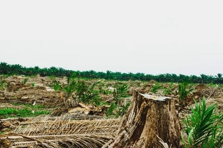 Anggaran Program Replanting Sawit di Riau Rp330 Miliar Sudah Digelontorkan, 'Tapi Realisasinya Selalu Tak Mencapai Target'