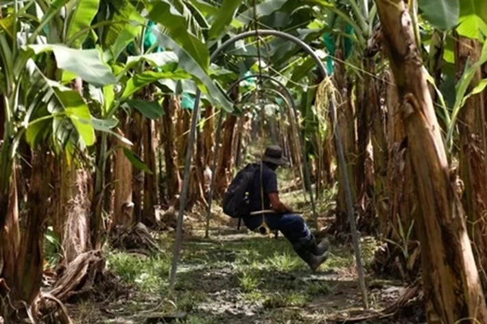 Harga Pisang Barangan Mahal di Pekanbaru, 'Mungkin Sudah Sulit Ditemui yang Ukuran Besar dan Berkualitas'