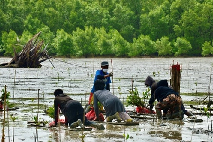 BRGM Perbanyak Desa Peduli Mangrove dan Restorasi Gambut, 'yang Menerapkan 3R dan 3M'