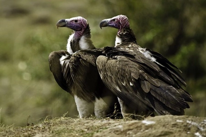 Burung Bangkai Punya Peran Penting Lestarikan Ekosistem, 'yang Dikhawatirkan Terancam Punah'