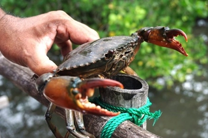 Yayasan Mitra Insani dan Nelayan Berhasil Raup 100 Kg Kepiting Bakau, 'usai Ekosistem Sungai Diperbaiki'