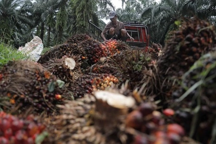 OJK Mencatat Penyaluran Kredit Sawit dan CPO di Perbankan Tembus Rp374,1 Triliun