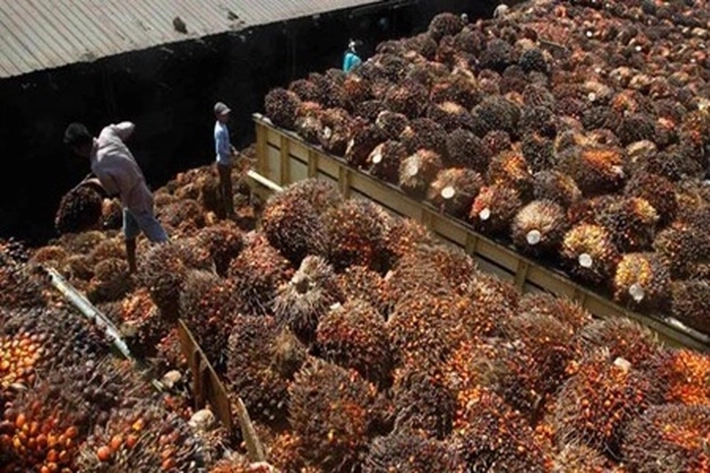 136 Pabrik Sawit Tersebar di Riau Menabrak Aturan, ICI: 'jadi Marak Pencurian yang Merugikan Negara'