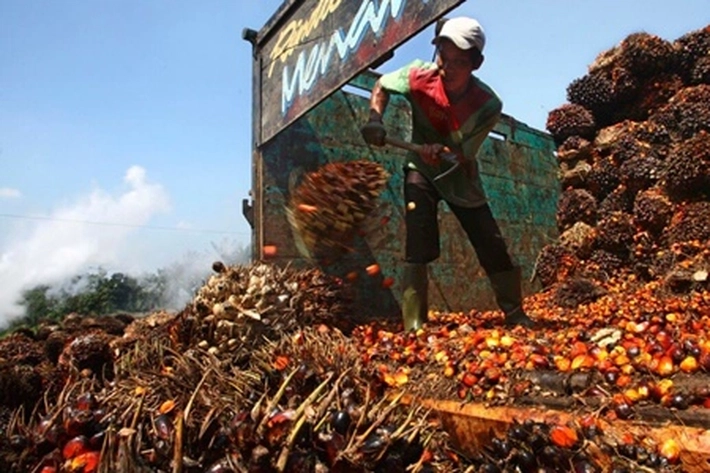 Pabrik Sawit Tanpa Kebun di Riau Perlu Dievaluasi, 'yang Izinnya Terancam Dicabut karena Melanggar Aturan'