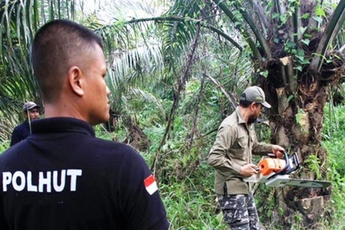 Korporasi Sawit Ilegal Sudah Kronis dan Masif, Jikalahari: 'yang Melanggar Perlu Dihukum, Bukan untuk Diampuni'