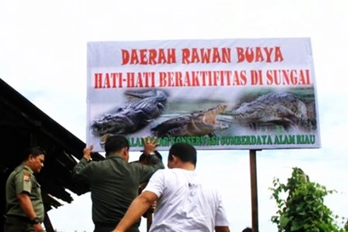 BBKSDA Sudah Memantau Seringnya Buaya Muncul Dikolong Rumah Warga