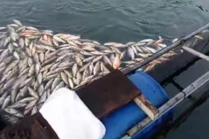 DKP Riau Terima Laporan Banyak Ikan Mati di Keramba PLTA Koto Panjang