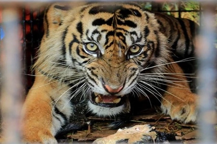 Ada Harimau Tiba-tiba Muncul buat Hati Bingung dan Buyar, 'Situasi-Kondisinya jadi Tak Aman'