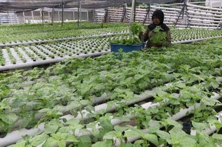 UIR Ajak Warga Manfaatkan Lahan Tidur, 'untuk Ditanami Sayur Hidroponik'