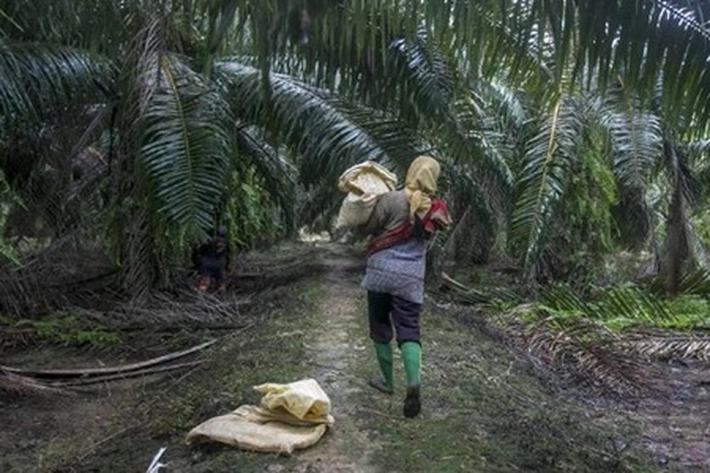 Sulitnya Menuntaskan Legalitas Kebun Sawit Ditengah Hutan, Gubri: 'Sawit Bukan Tanaman Hutan'
