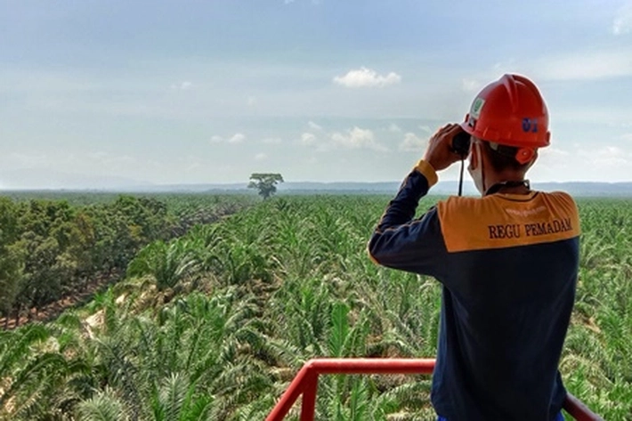 Lahan Perusahaan Perkebunan Sawit di Riau akan Diukur Ulang, 'karena Dianggap Tidak Kooperatif'