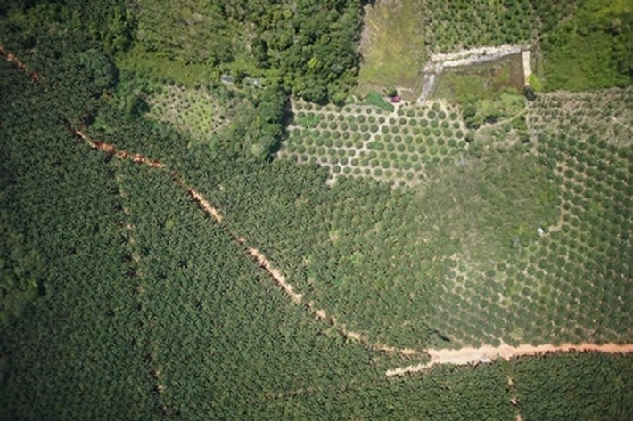 Kebun Plasma Mampu Ciptakan Dampak Ganda dalam Tingkatkan Perekonomian Petani Sawit