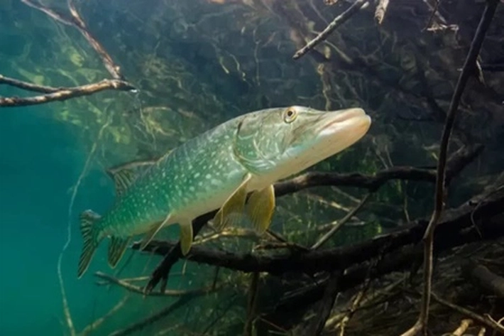 Raja Spanyol Abad Ke-16 Bawa Spesies Ikan Mas, 'yang Akhirnya Bisa Mengancam Spesies Asli'