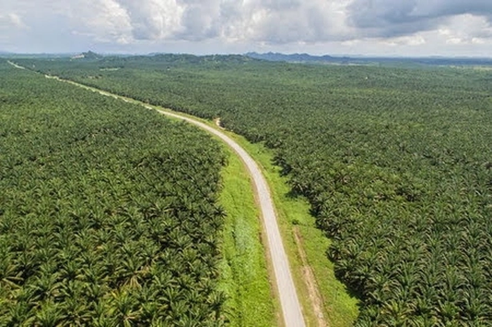 Sawit RI Dianggap Penyumbang Degradasi Lahan, 'yang Terancam Sanksi UU Defirestasi'