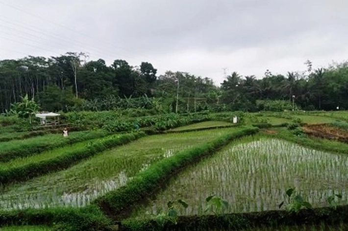 Desa Mekong di Riau Sabet 10 Besar Tingkat Nasional, 'dalam Perlombaan Pangan Aman'