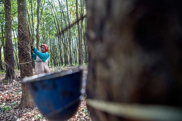 Petani Komuditi Perkebunan Diharap Tingkatkan Kualitas, 'Agar Harga Tidak Stagnan'