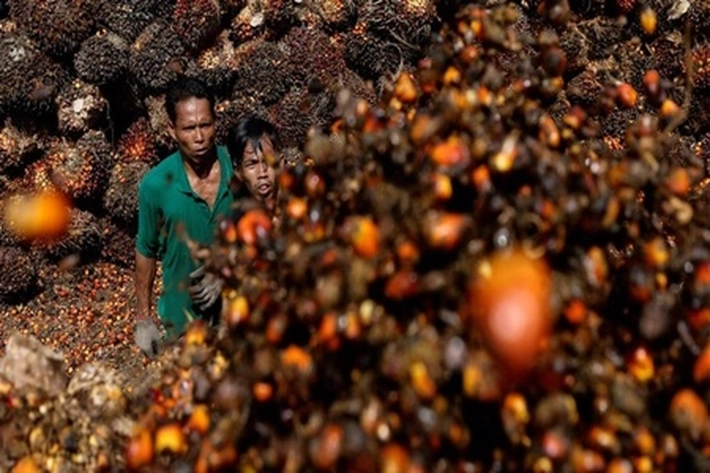 Petani Merasa Sumringah dan Senang Lihat Harga TBS Kelapa Sawit Berangsur Naik