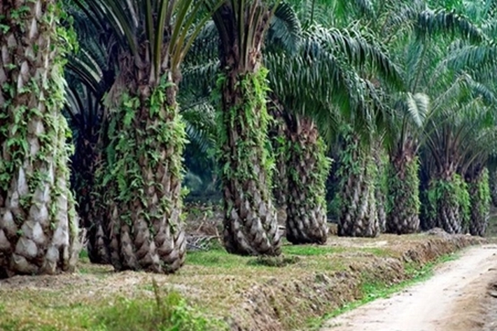 PSR untuk Tingkatkan Kesejahteraan Petani Plasma dan Swadaya Masih Jauh dari Target, 'Tetapi Kurang Disambut Baik Oleh Daerah'