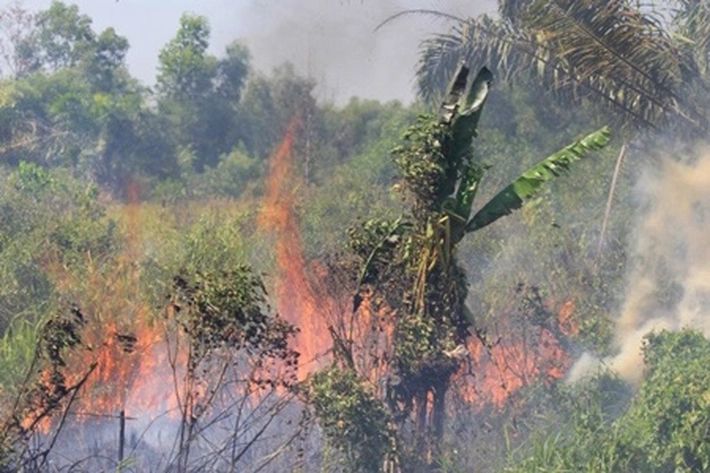 Hotspot Riau Melonjak Hingga 12 Titik, 'yang Tersebar di Dumai dan Siak'