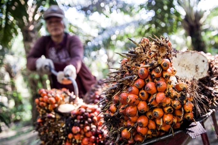 Petani Senang Jelang Ramadan Harga TBS Sawit Naik, 'Tapi Harga Pupuk Masih Mencekik Leher'