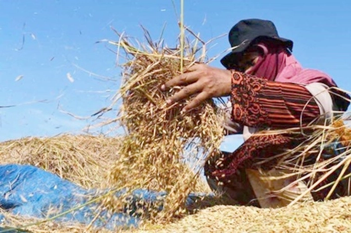 Harga Pembelian Gabah Kering Naik Jadi Rp5.000 per Kilogram
