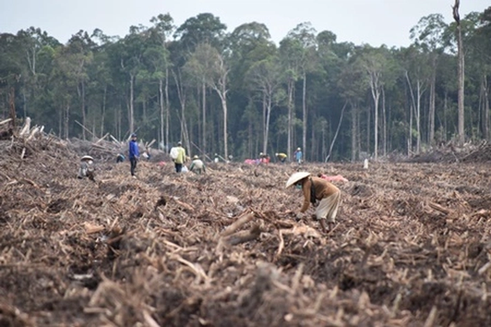 Miris! Dua Tahun Food Estate Perkebunan Singkong Berjalan, Kementan: Lumbung Pangan Bukan Berarti Sepenuhnya Gagal